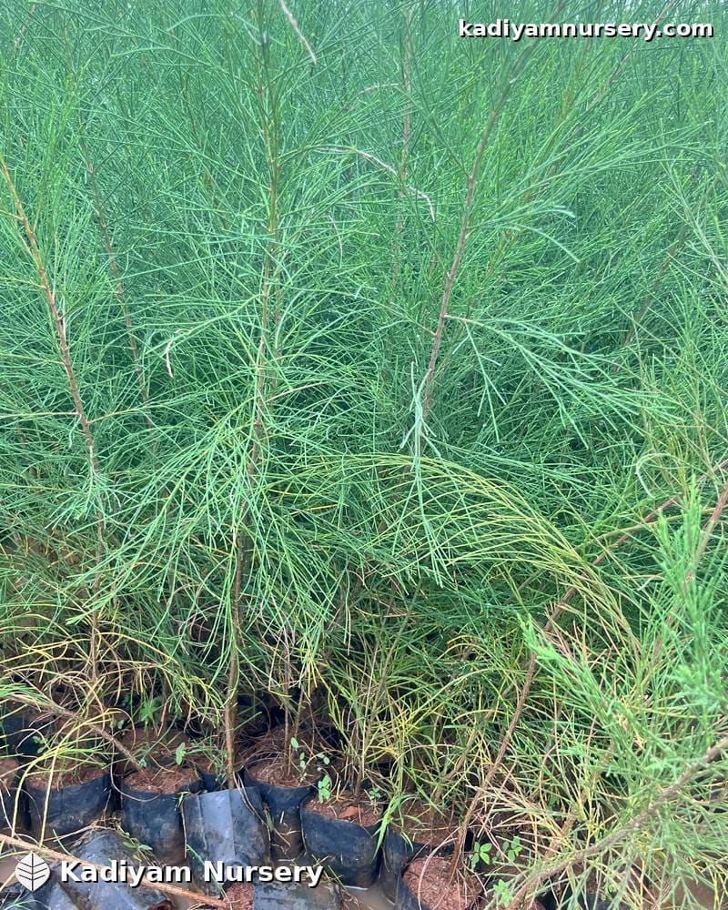 Casuarina — photo 4