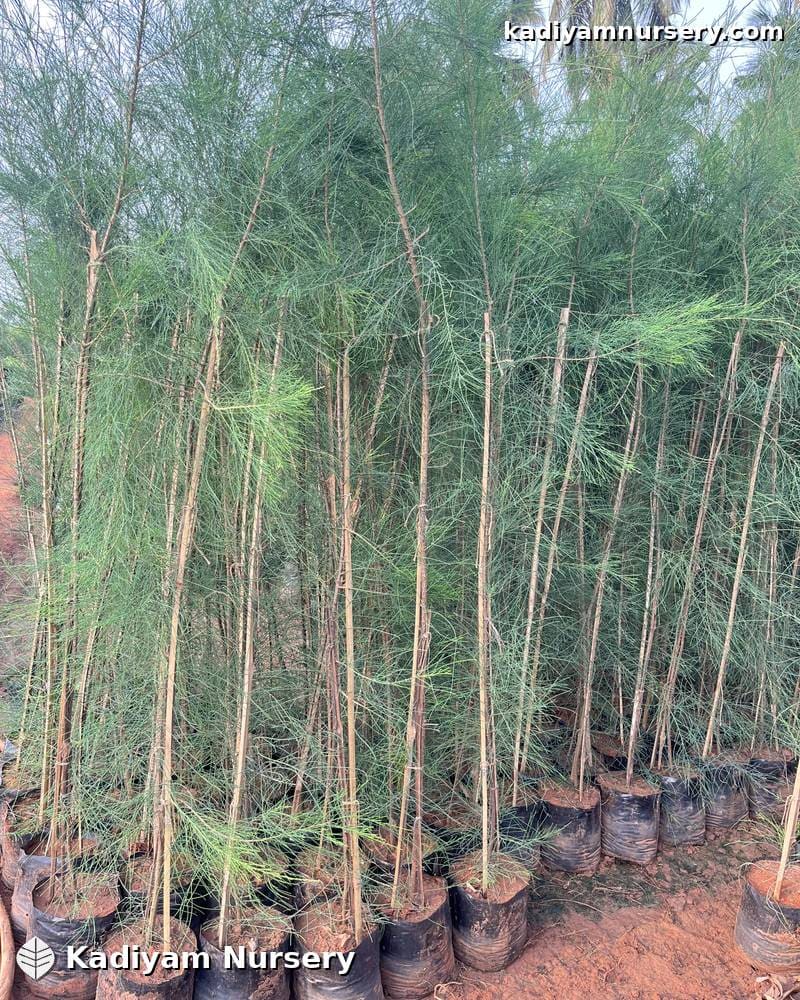 Casuarina