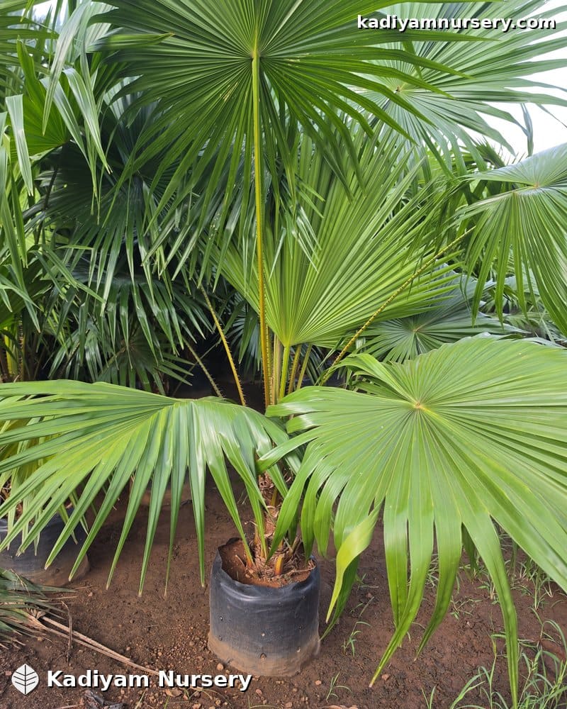 Champion / Chinese Fan Palm — photo 2