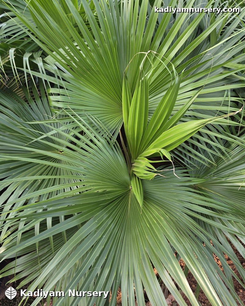 Champion / Chinese Fan Palm — photo 3