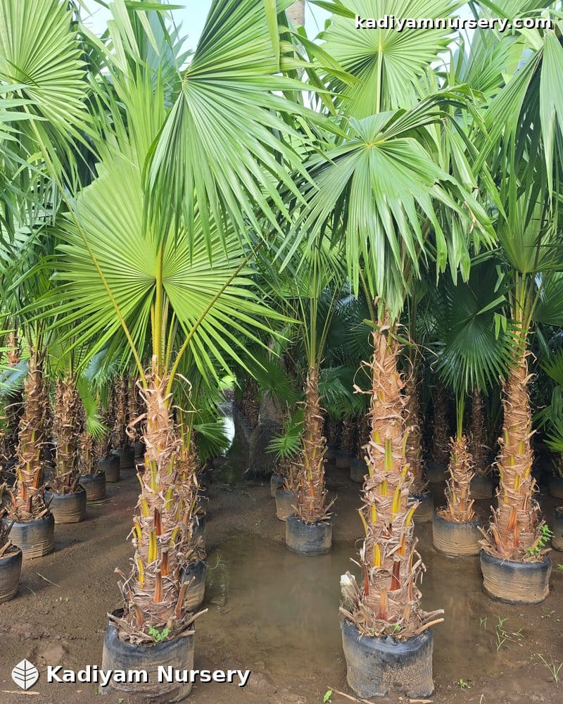 Champion / Chinese Fan Palm — photo 4