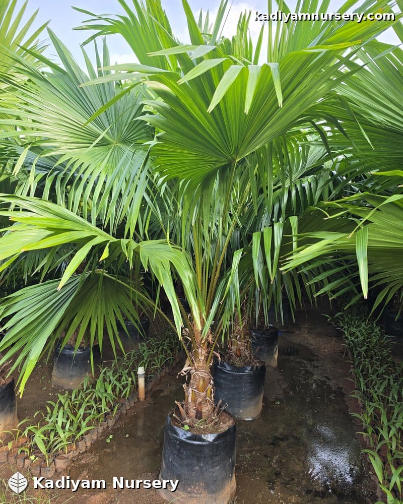 Champion / Chinese Fan Palm