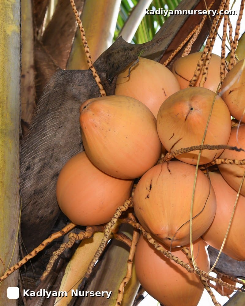 Coconut Ceylon Orange (Dwarf)