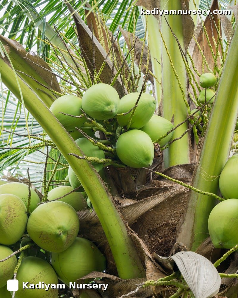 Coconut Chennangi (DxT Hybrid)
