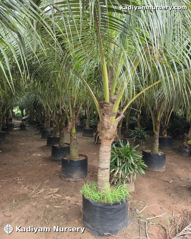 Coconut Palm (Landscape)