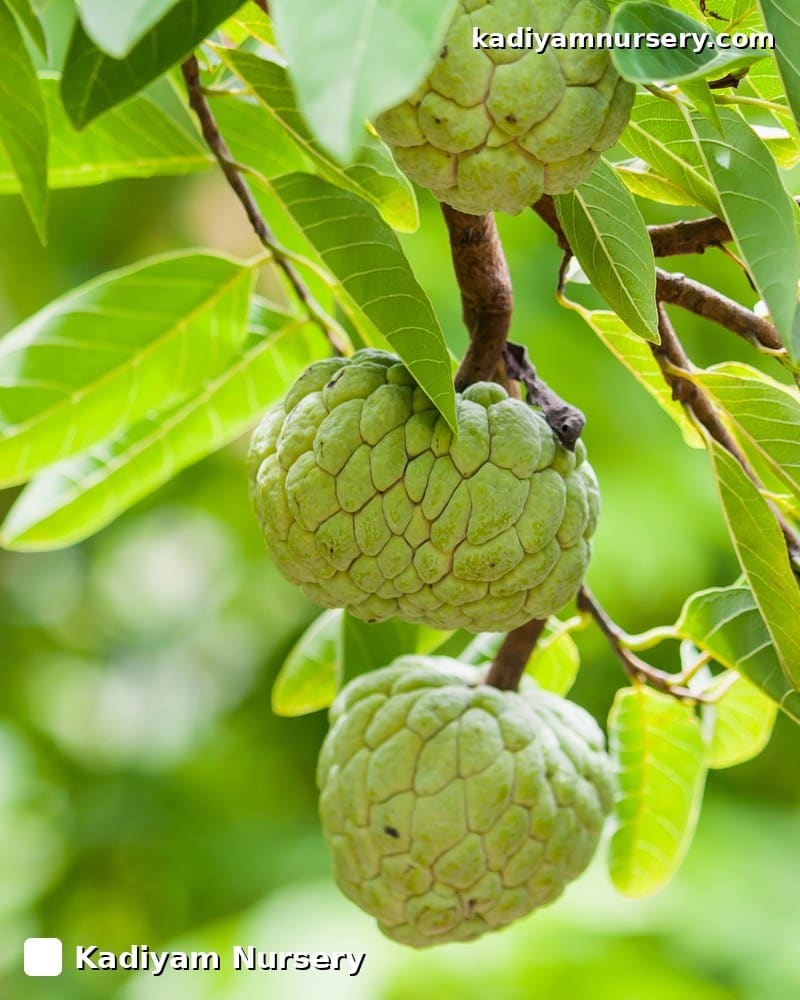 Custard Apple Balanagar