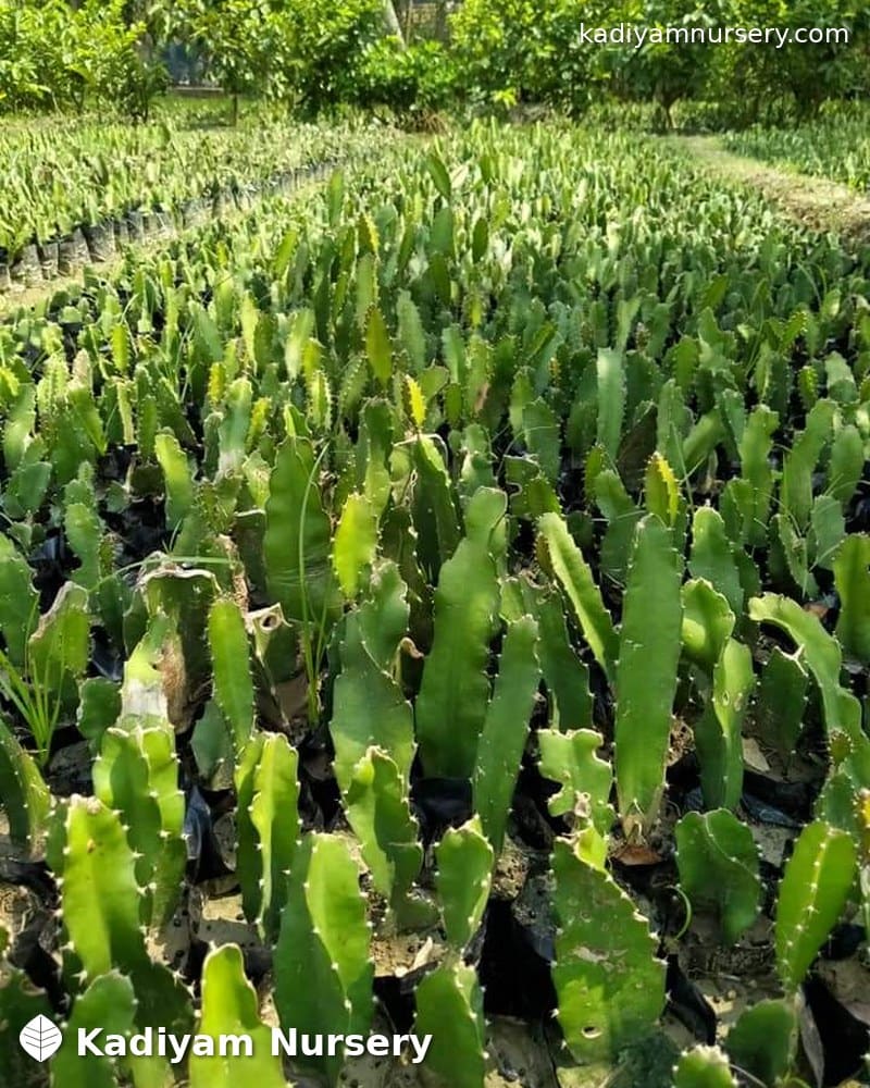 Dragon Fruit (Red/White) — photo 2