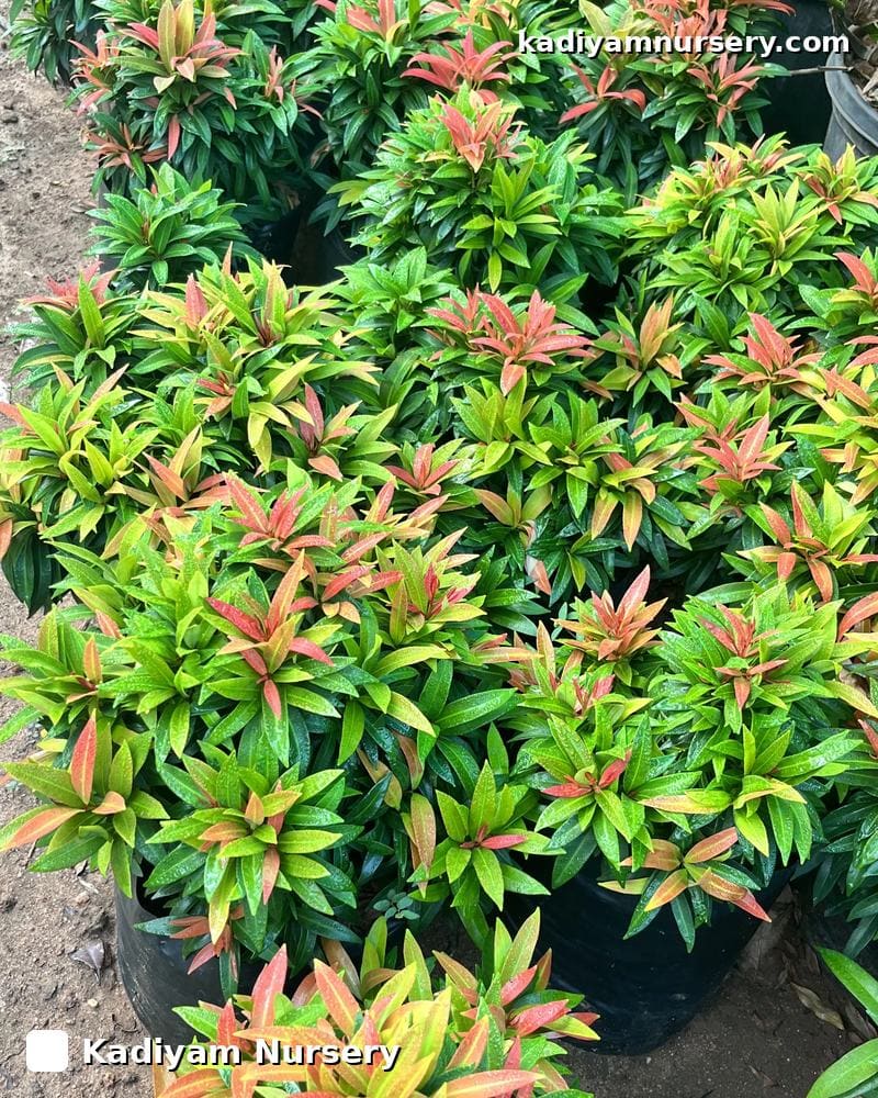 Eugenia Micro (Dwarf)