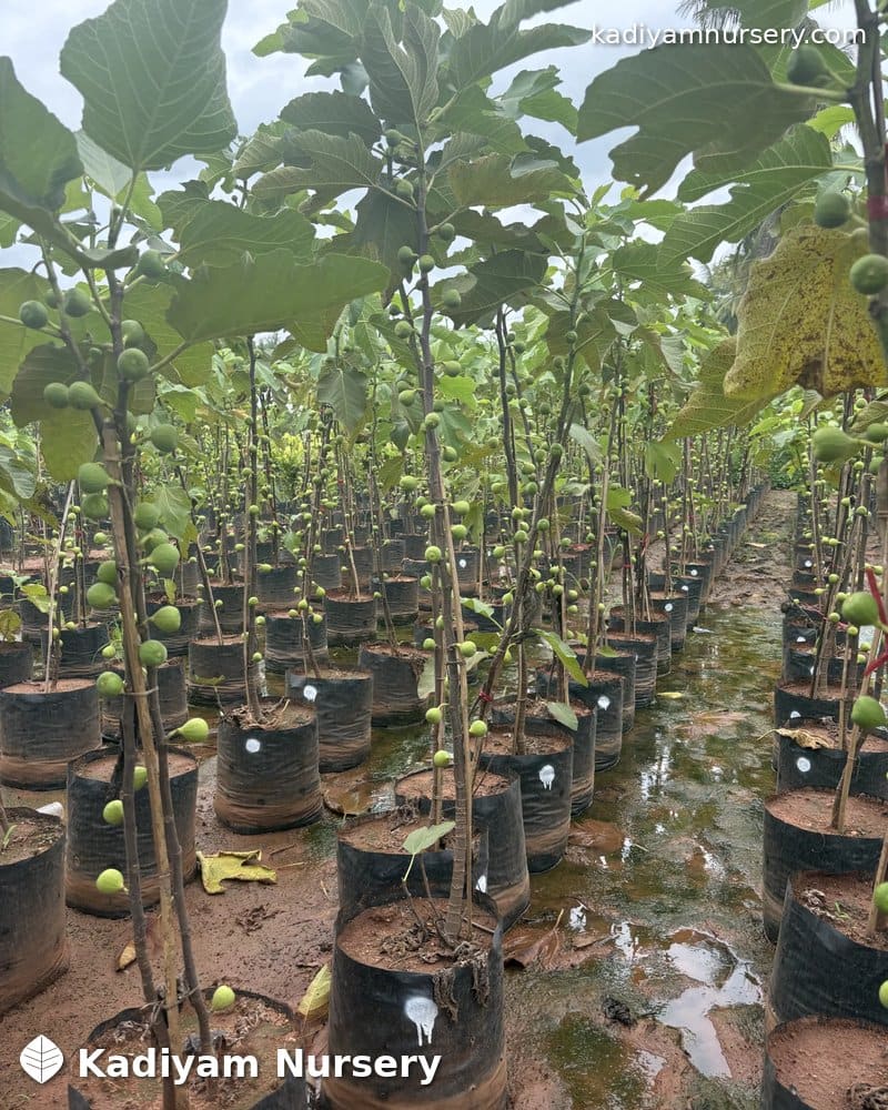 Fig (Anjeer)