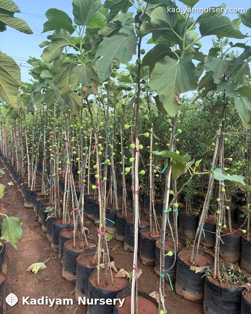 Fig (Anjeer) — photo 2