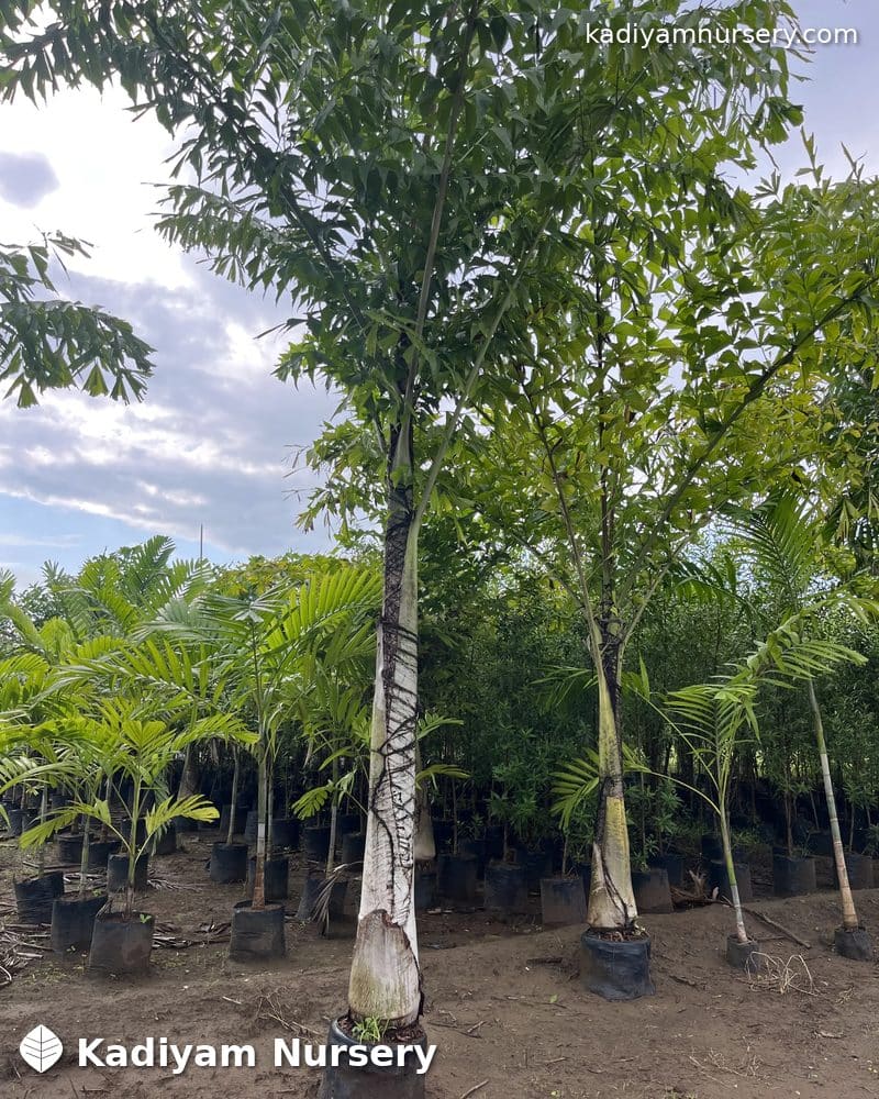 Fishtail Palm