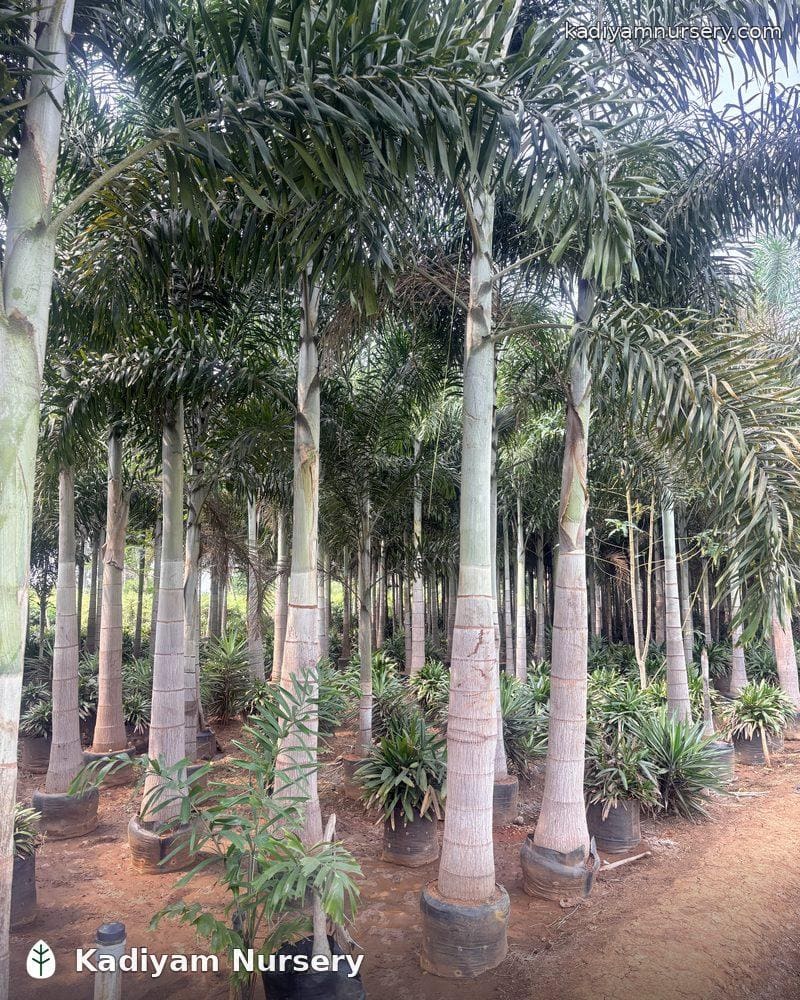 Foxtail Palm