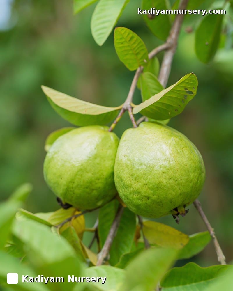 Guava Allahabad Safeda