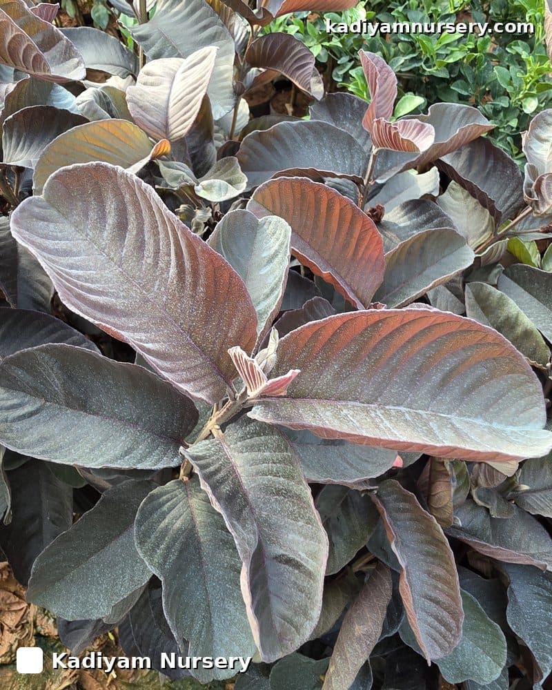 Guava Black Diamond — photo 2