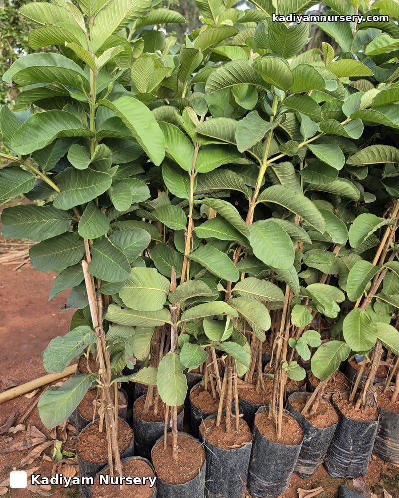 Guava Red Diamond — photo 2