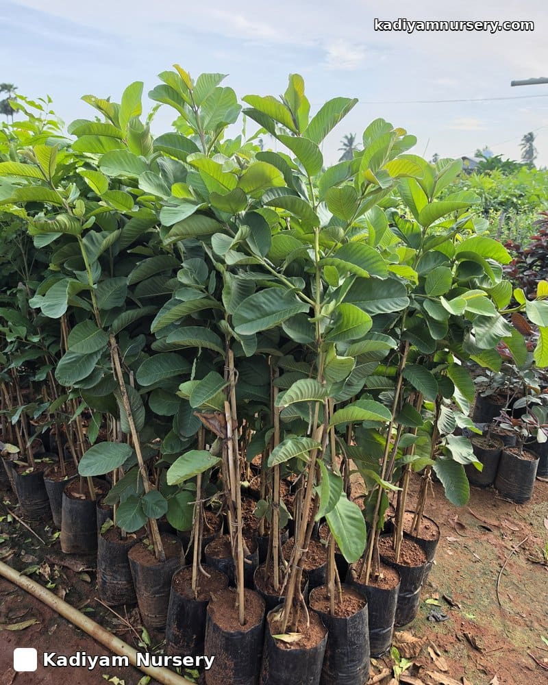 Guava Red Diamond