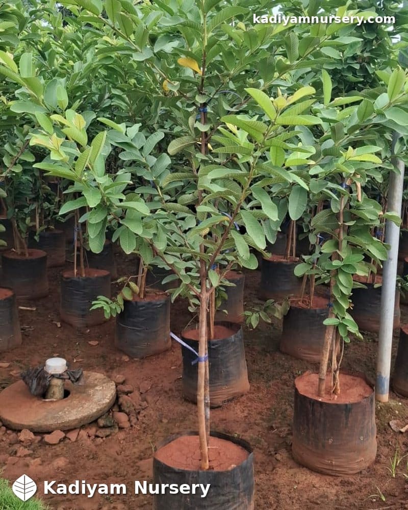 Guava Taiwan Pink — photo 2