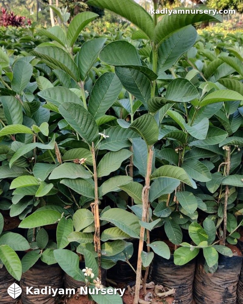 Guava Taiwan Pink — photo 3
