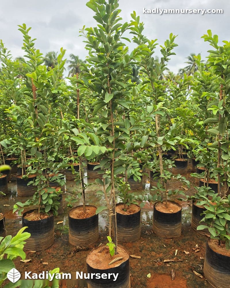 Guava Taiwan Pink