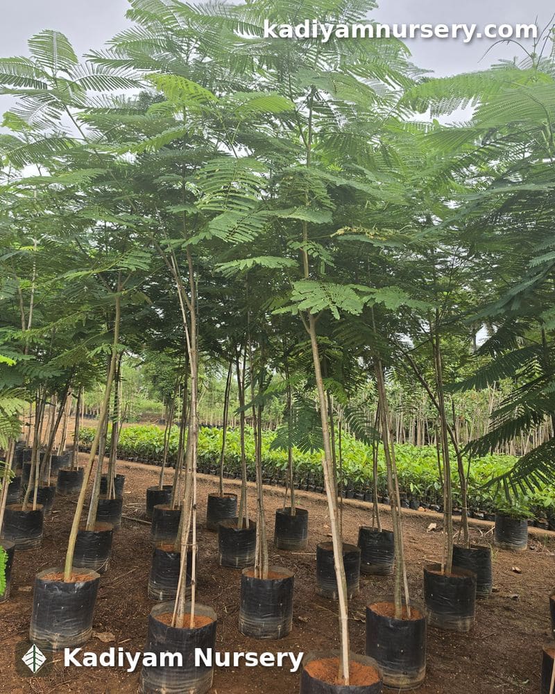 Gulmohar — photo 2