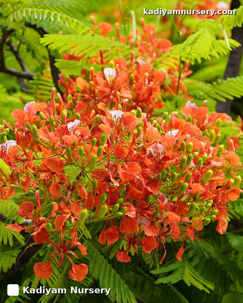 Gulmohar