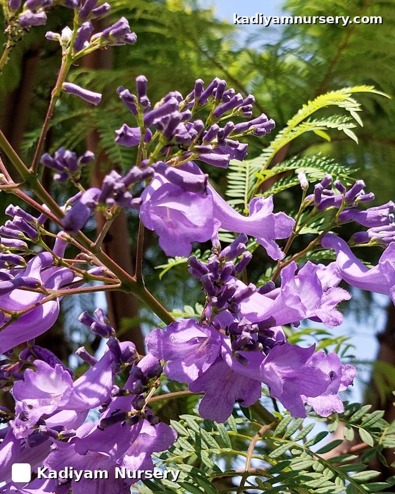 Jacaranda