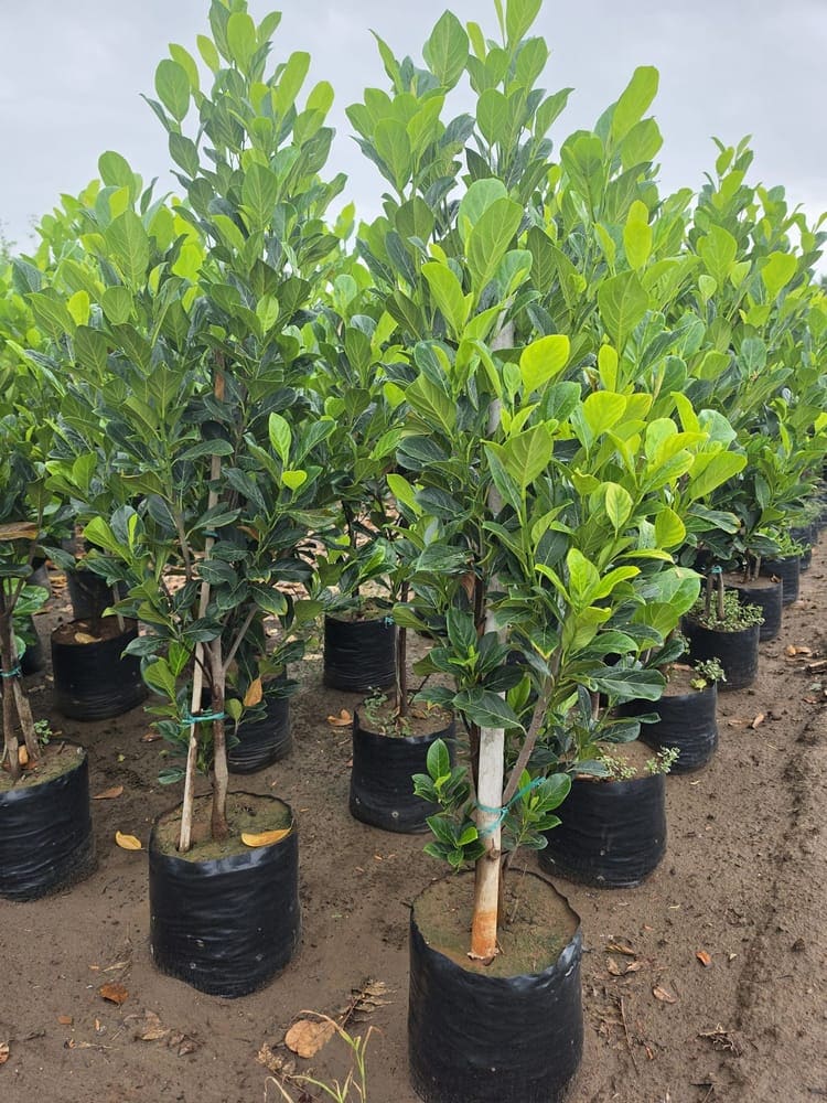 Jackfruit Grafted — photo 2