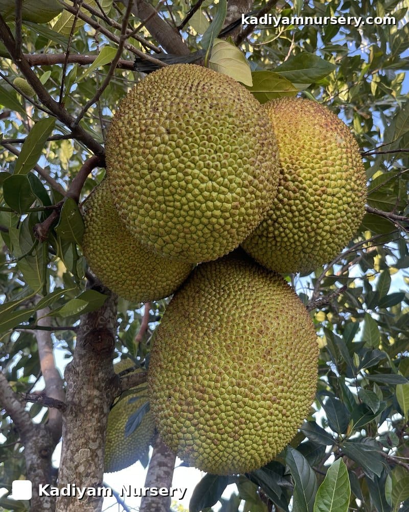 Jackfruit Grafted