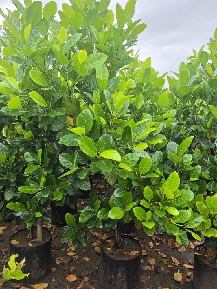 Jackfruit Vietnam Super Early (Grafted)