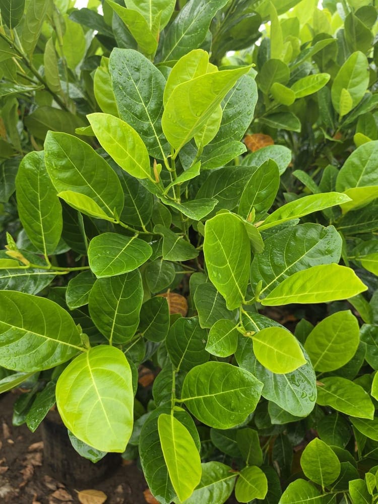 Jackfruit Vietnam Super Early (Grafted) — photo 2