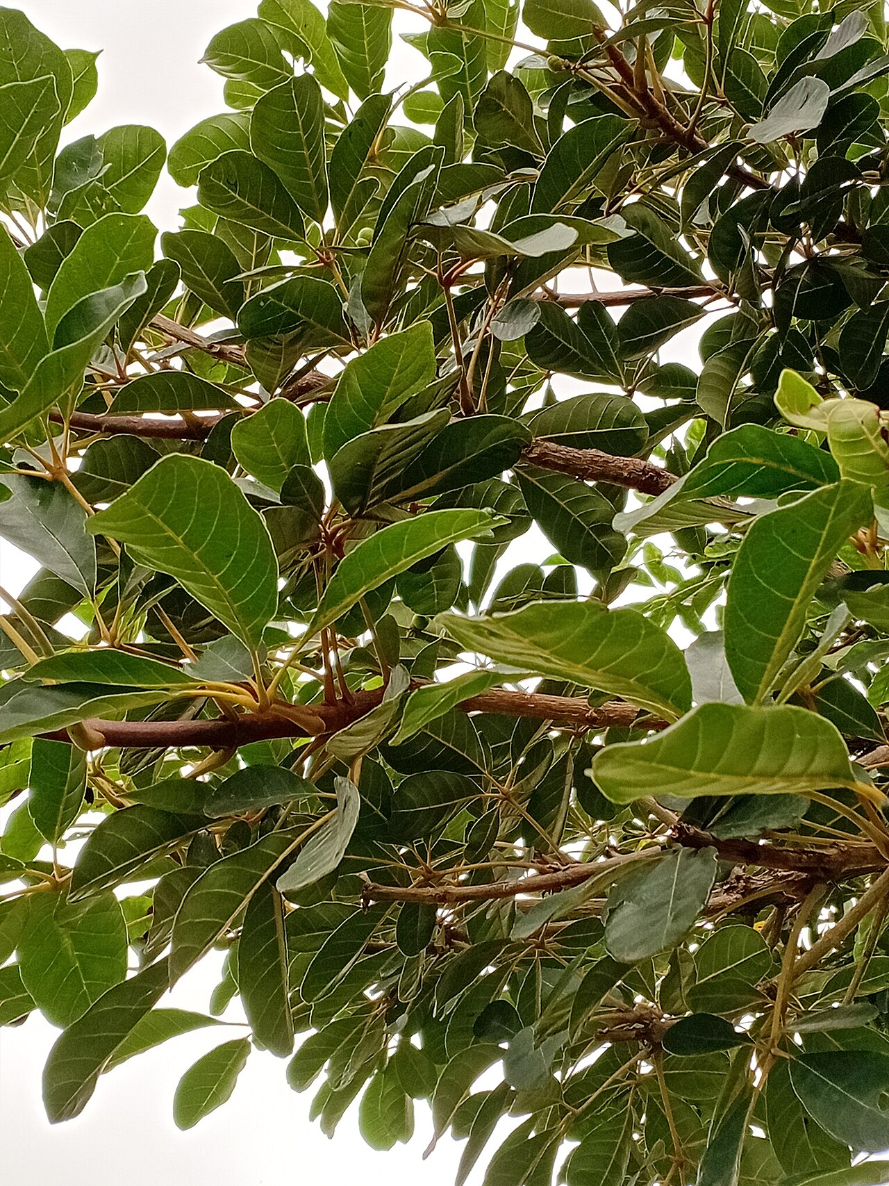 Jamun (Grafted)
