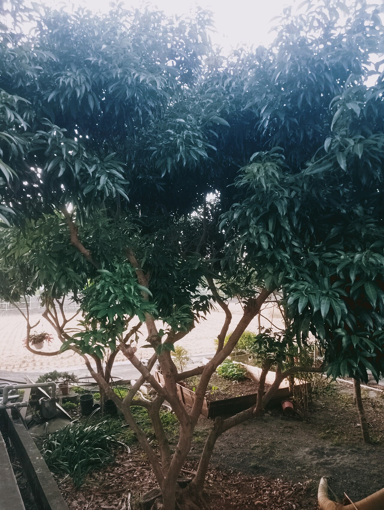 Litchi (Grafted)