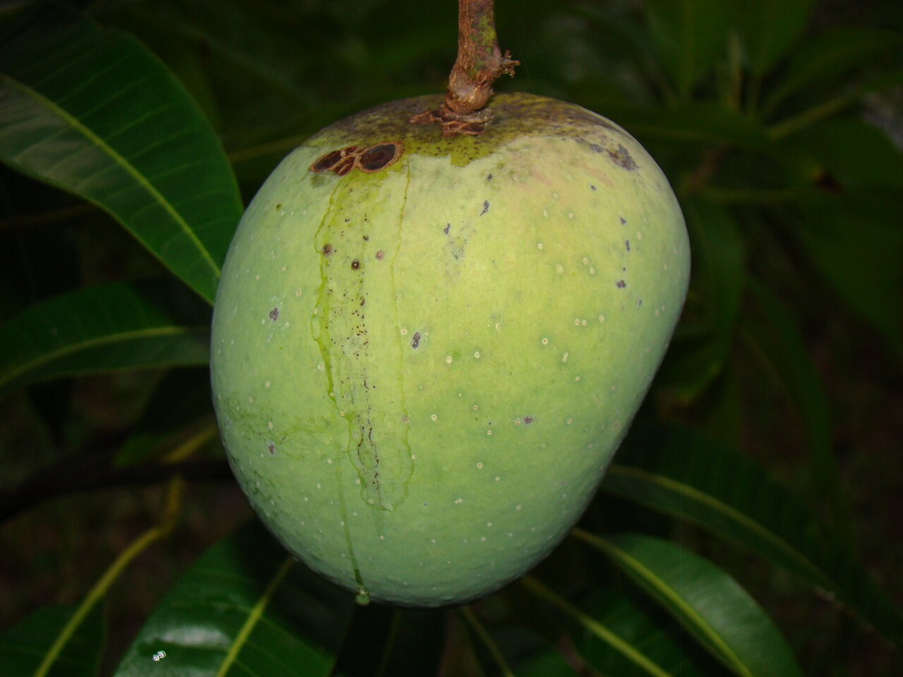 Mango Alphonso (Grafted)