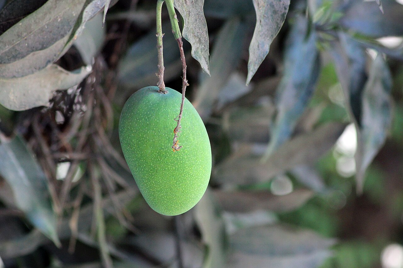 Mango Amrapali (Dwarf)