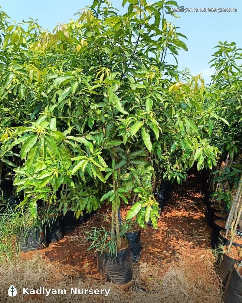 Mango Banginapalli (Grafted)
