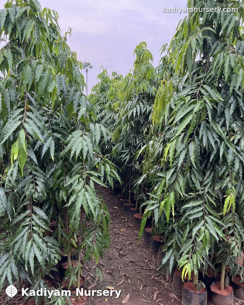 Mast Tree (False Ashoka)