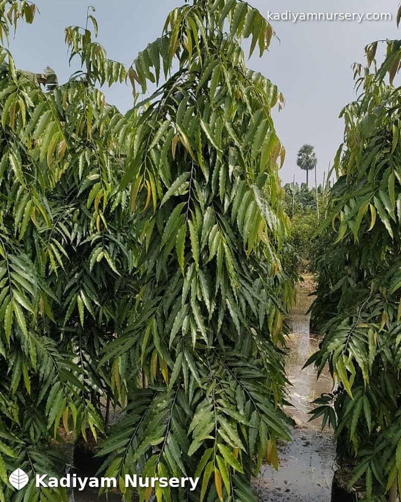 Mast Tree (False Ashoka) — photo 2