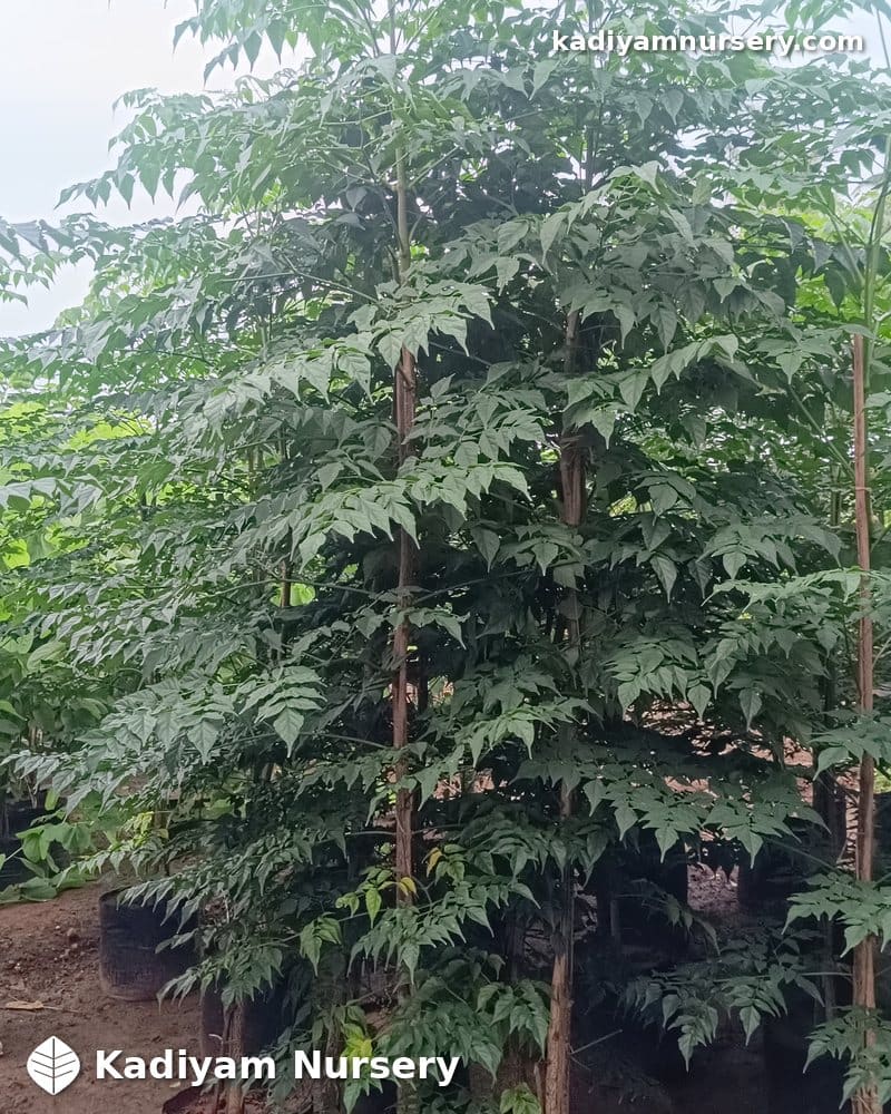 Millingtonia (Tree Jasmine)