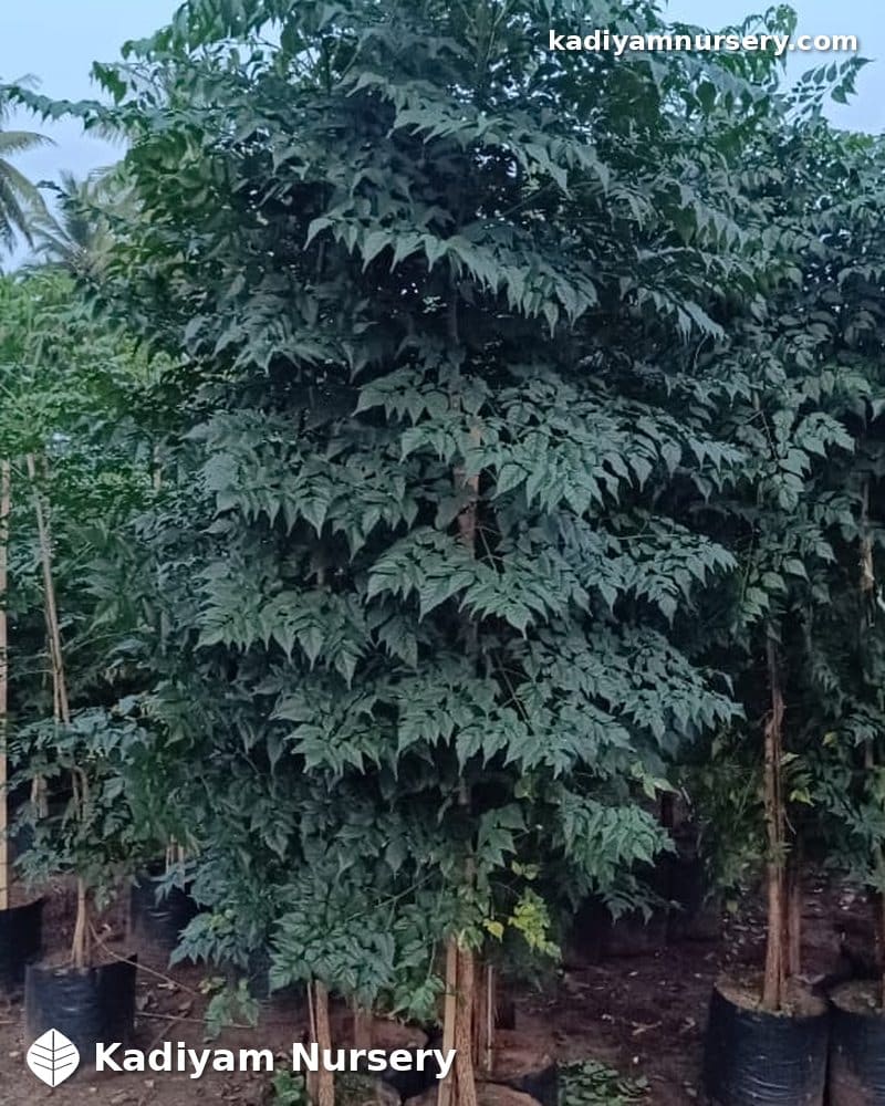 Millingtonia (Tree Jasmine) — photo 2