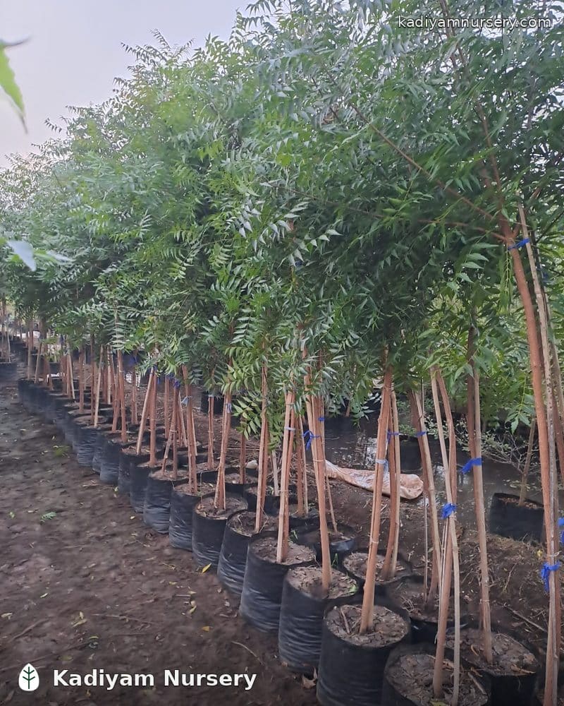 Neem — photo 2