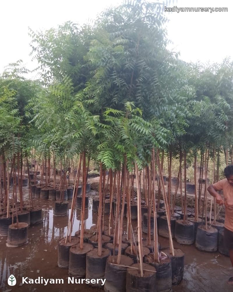 Neem — photo 3