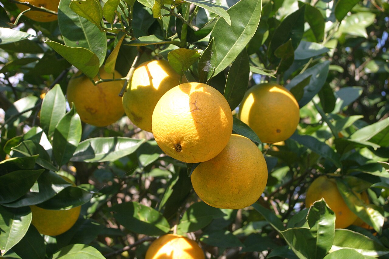 Orange Nagpur (Grafted)