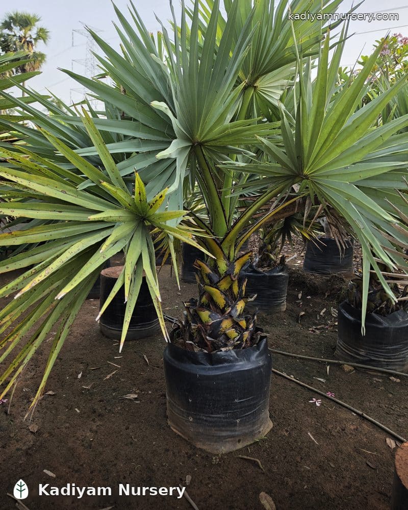 Palmyra Palm — photo 2