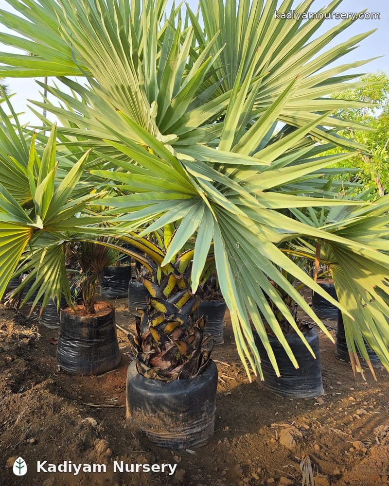 Palmyra Palm
