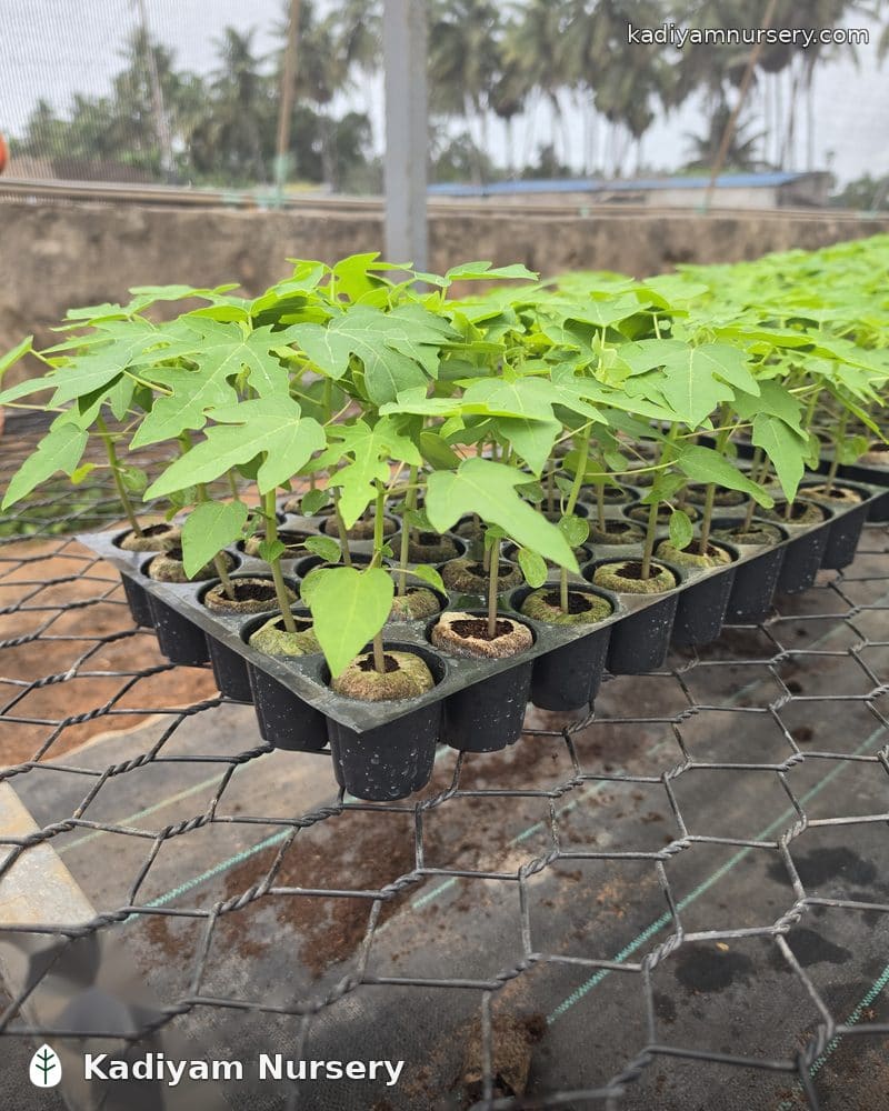 Papaya Red Lady