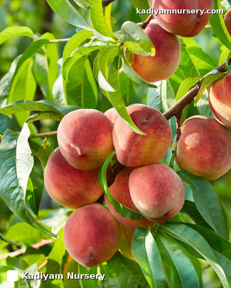 Peach 'Shan-e-Punjab' (Grafted)