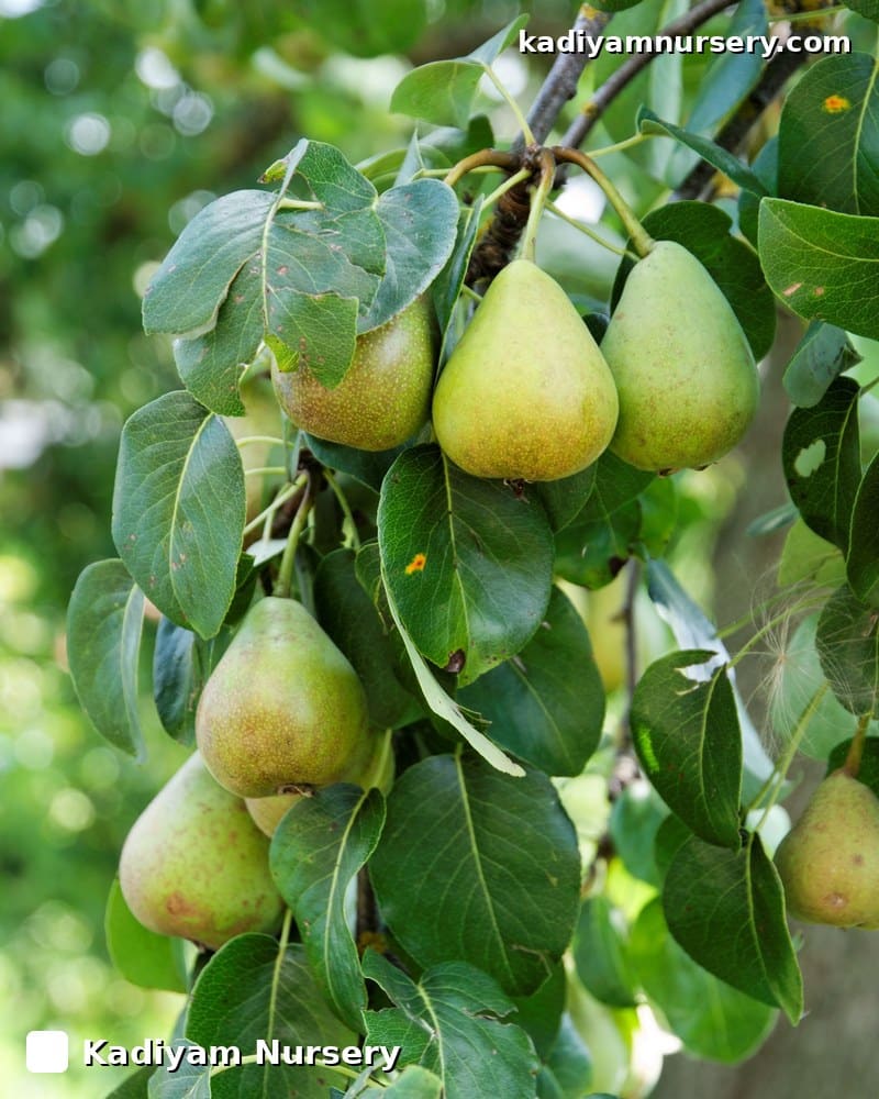 Pear 'Patharnakh' (Grafted)