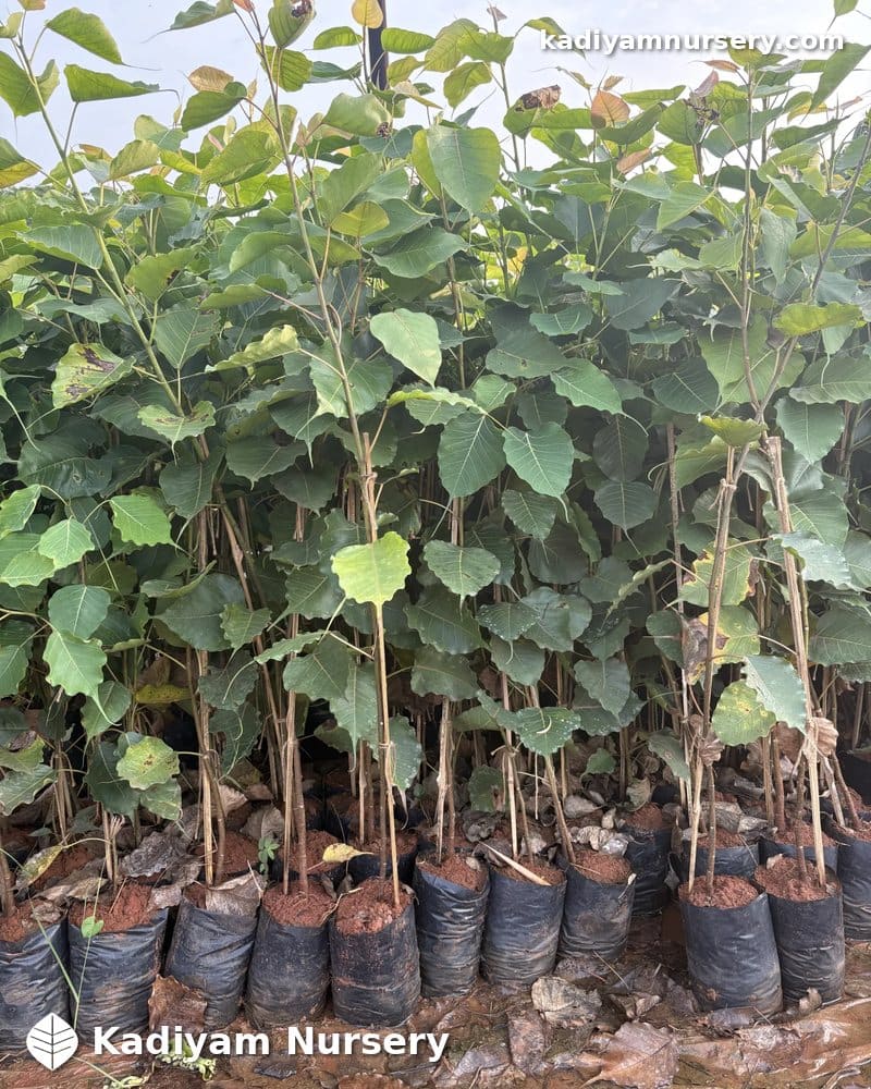 Peepal Tree — photo 2