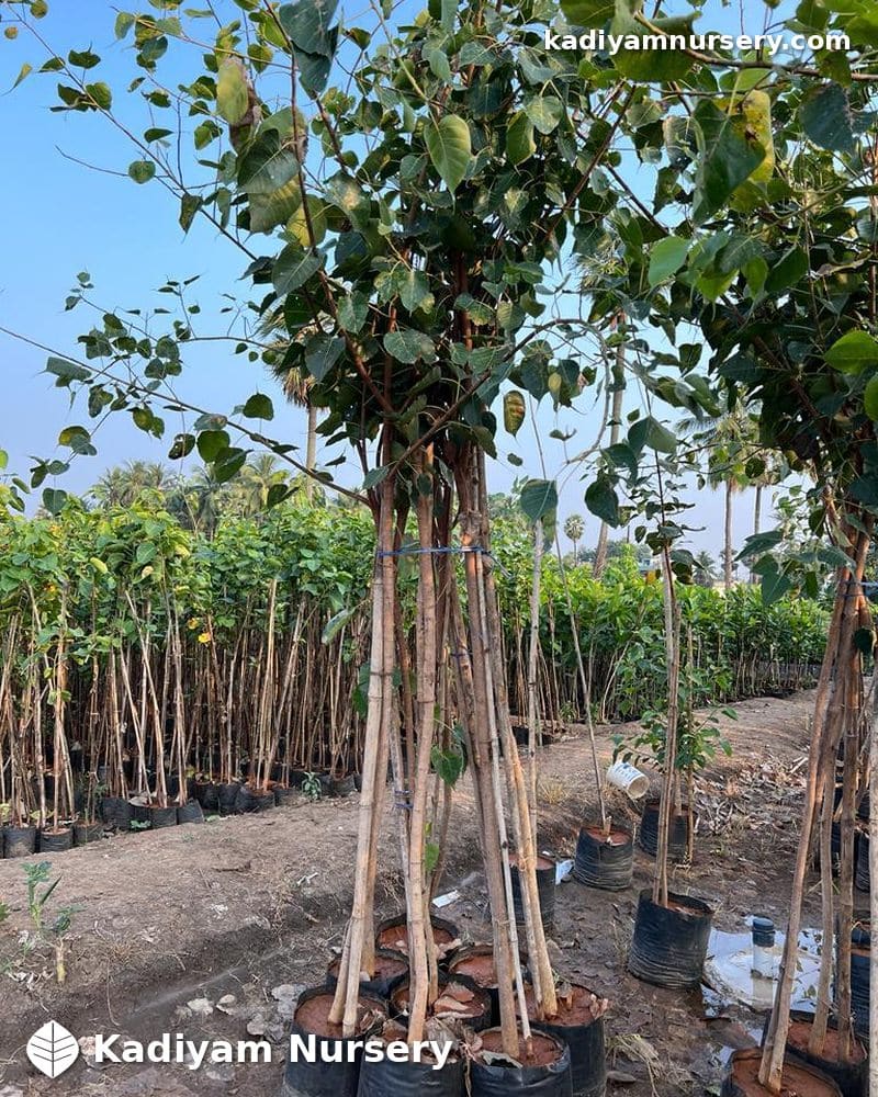 Peepal Tree — photo 3