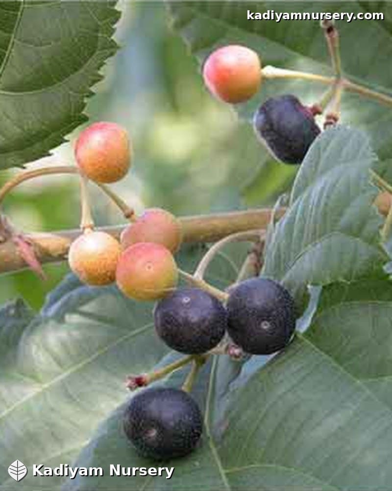 Phalsa